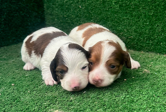 New Puppy Litters Have Arrived!