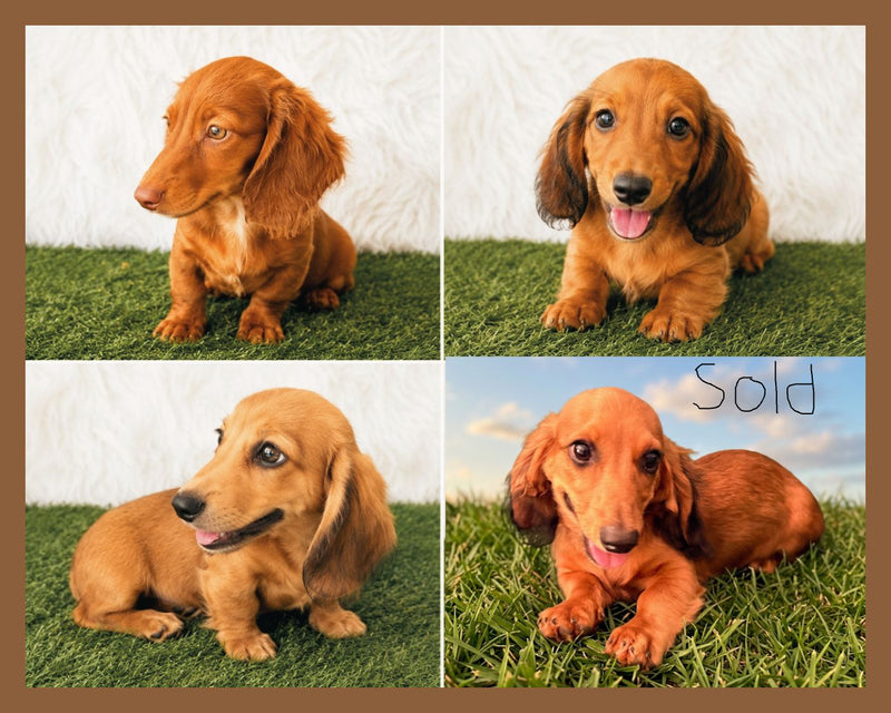LITTER bottom right SOLD
